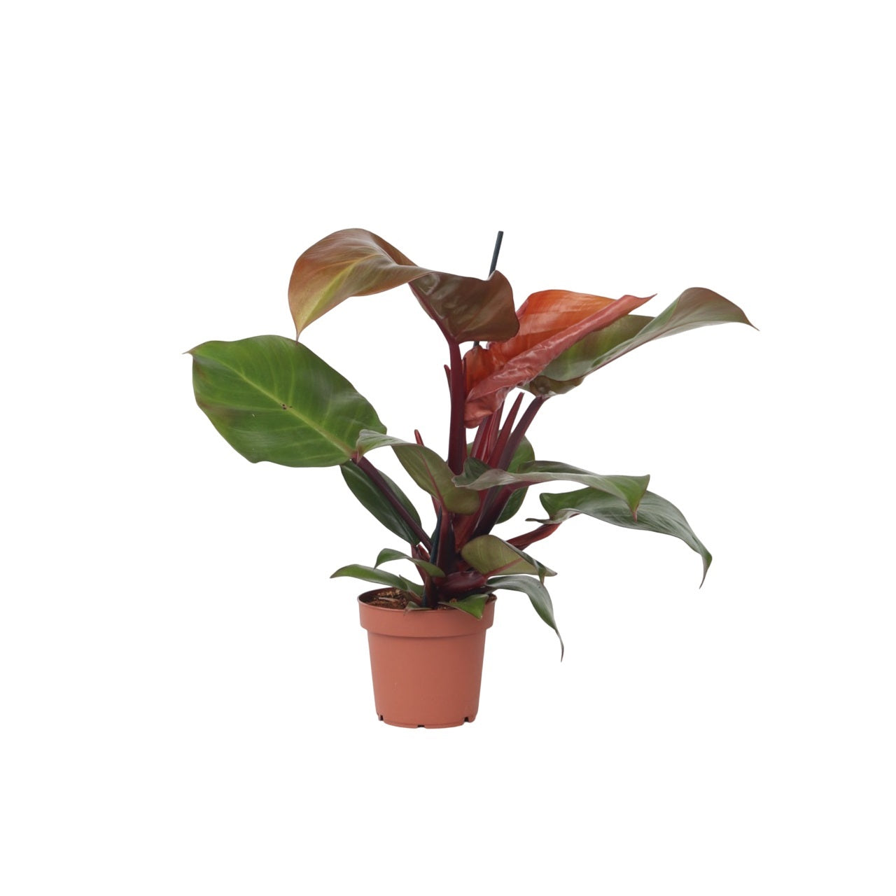 Filodendro - Philodendron 'sun Light' - Altura 20-30cm - ⌀12cm_0