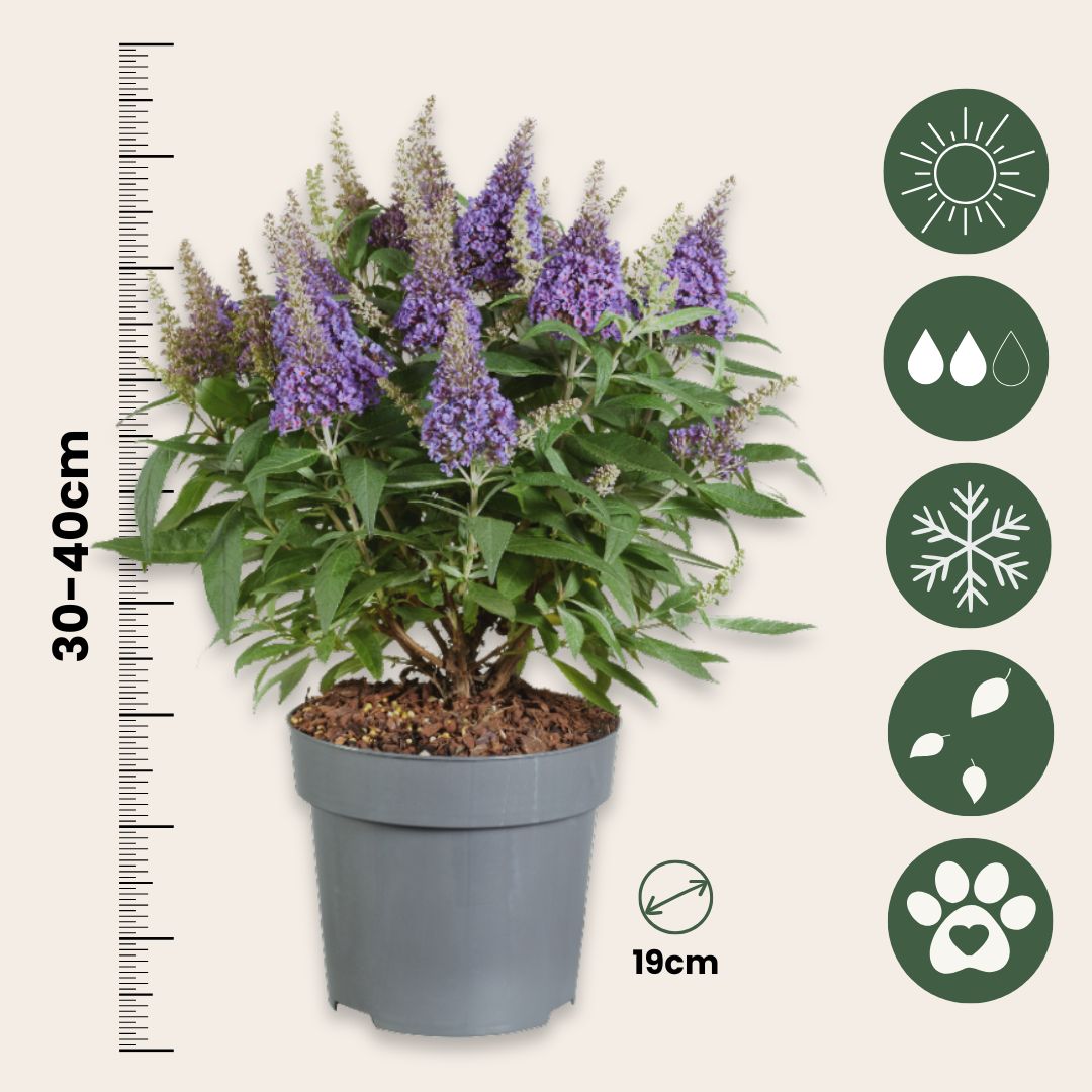 Budleia - Buddleja Davidii 'candy' - Altura 30-40cm - ⌀19cm_2