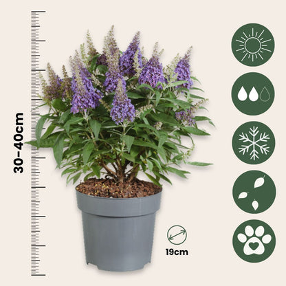 Budleia - Buddleja Davidii 'candy' - Altura 30-40cm - ⌀19cm_2