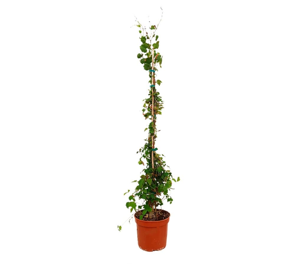 Parthenocissus Veitchii M17 120-150cm_0