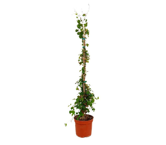 Parthenocissus Veitchii M17 120-150cm_0