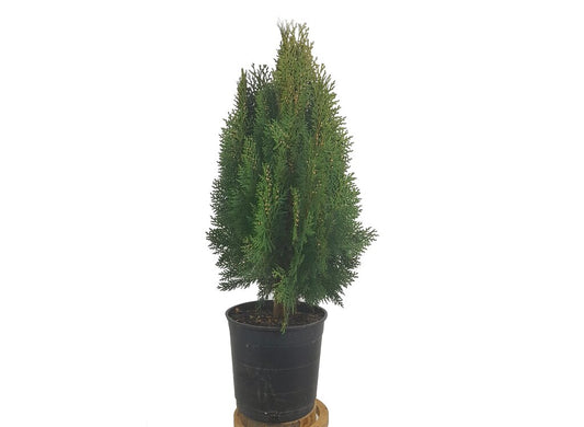Thuja Aurea Nana M22 60cm_0