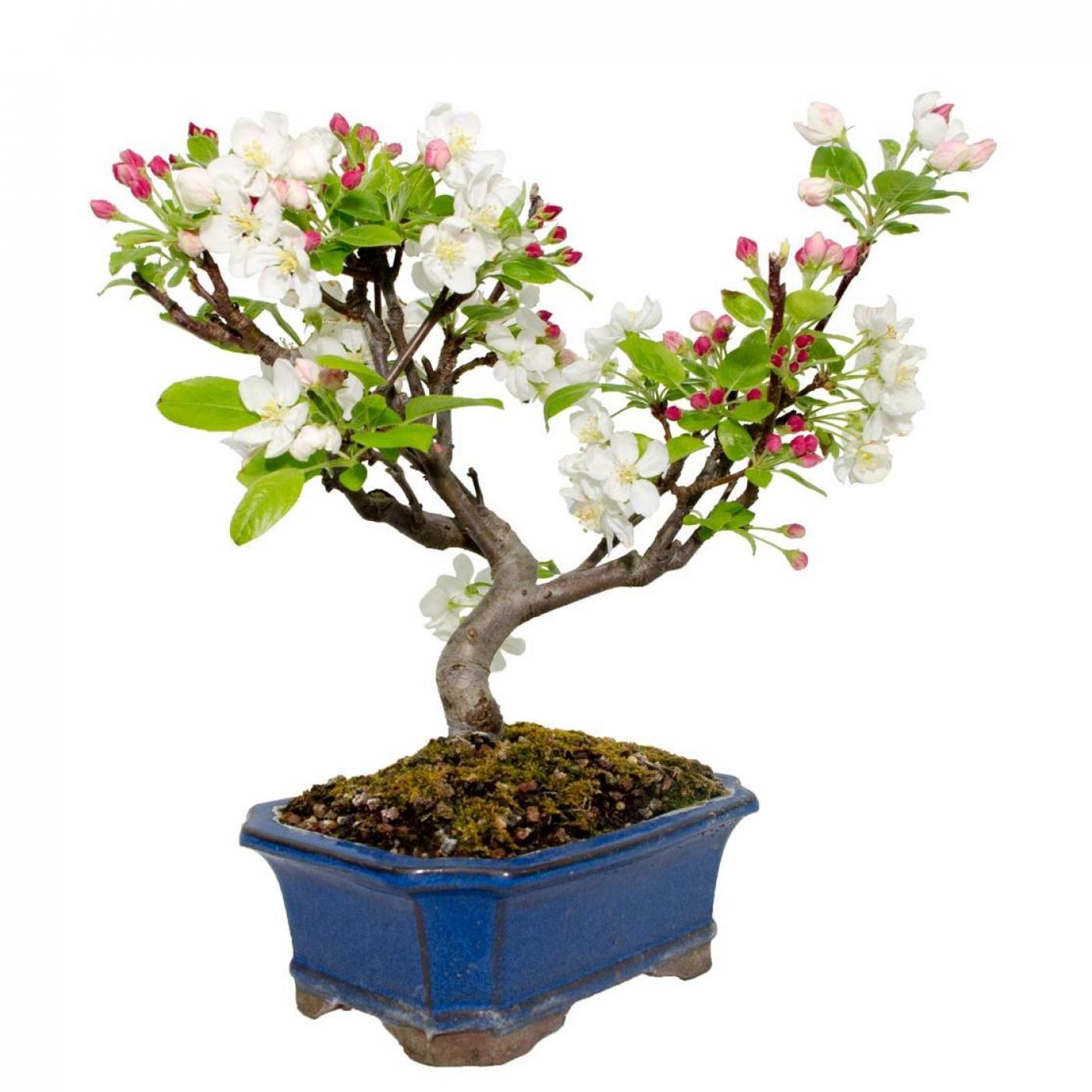 Bonsai Malus 8 anos Macieira
