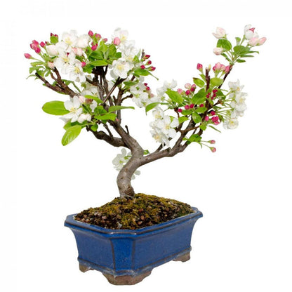 Bonsai Malus 8 anos Macieira