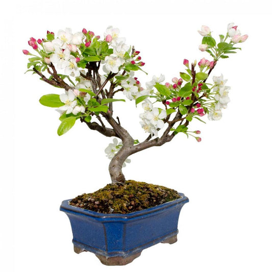 Bonsai Malus 8 anos Macieira