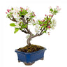 Bonsai Malus 8 anos Macieira