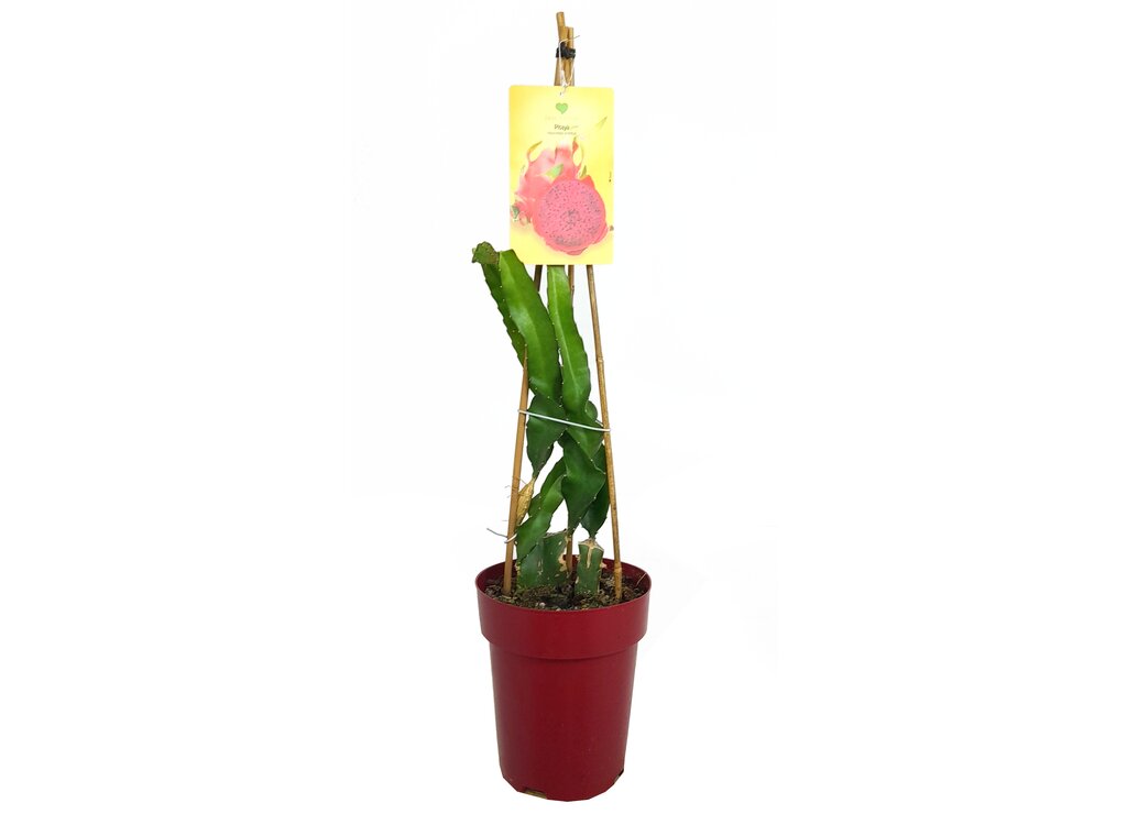 Pitaya Roja M23 60-80cm (fruta De Dragón)_0