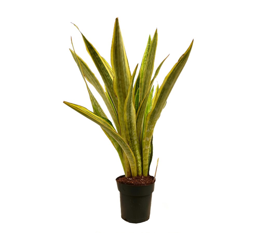 Sansevieria Aubrytiana M17_0
