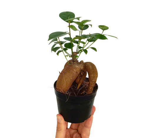 Bonsai Ficus Microcarpa Ginseng M8.5_0