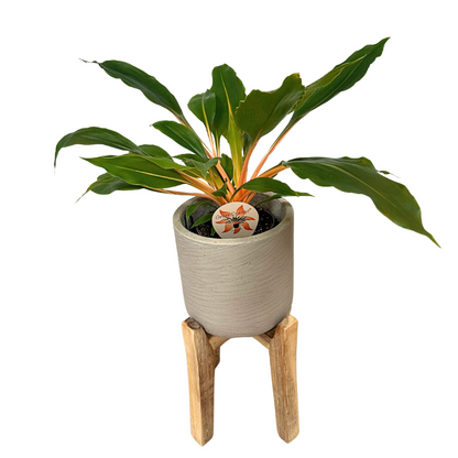 Clorofitum Green Orange M13_0