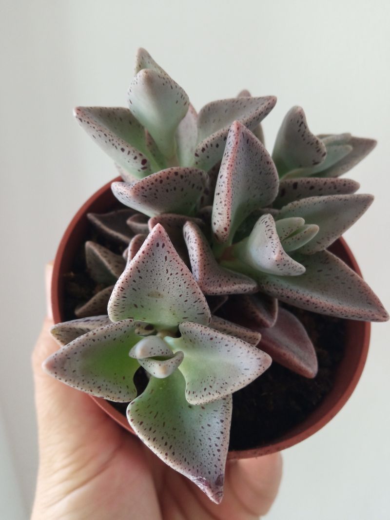 Lenophyllum Guttattum Planta Suculenta 8 Cm_0