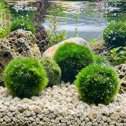 Bolas De Musgo Marimo - 10 Unidades - Cladophora Aegagropila - 5 Cm_1