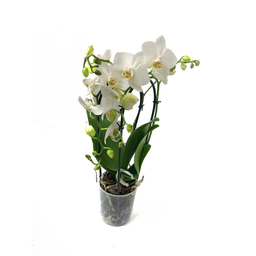 Phalaenopsis Cascada M9_0
