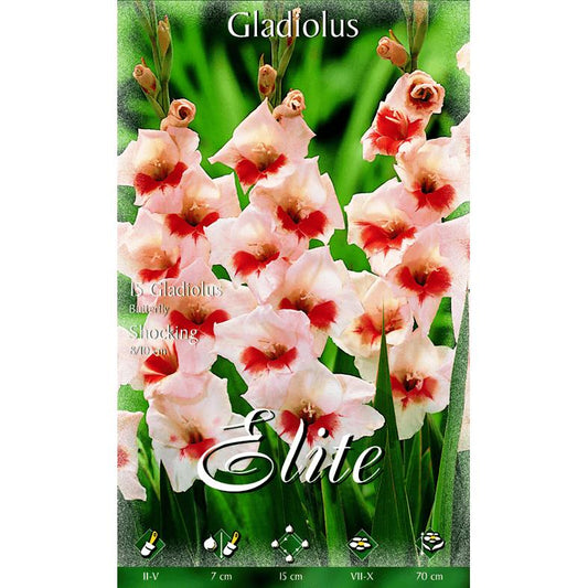 Bolbo de gladíolo creme vermelho centro 10 unidades