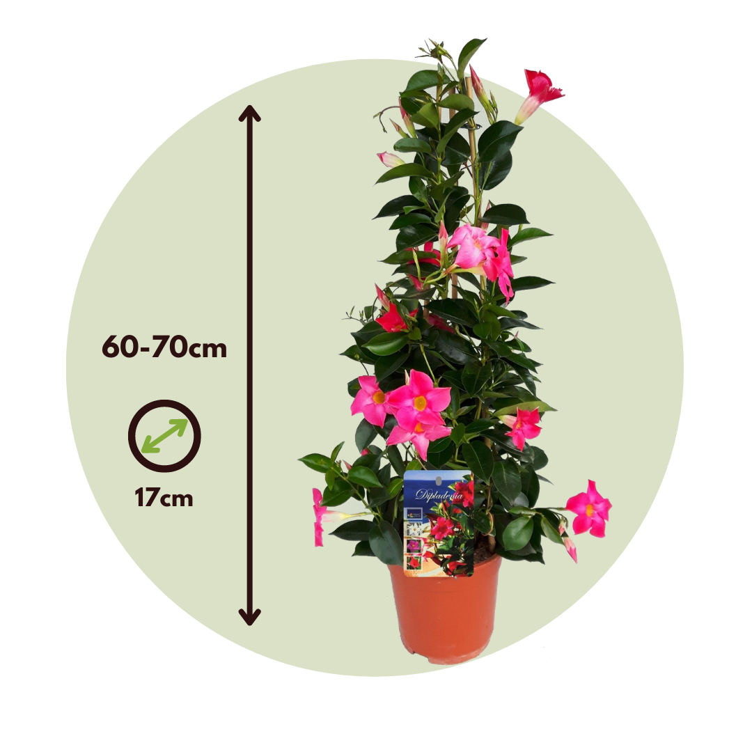 Dipladenia - Mandeville 'rio Hot Pink' - Altura 60-70cm - ⌀17cm_2