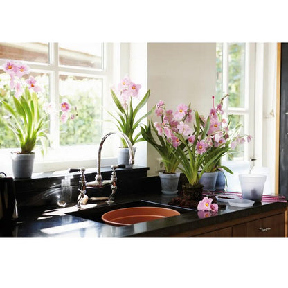 Prato para vaso de orquídeas Elho da Green Basics 10 cm