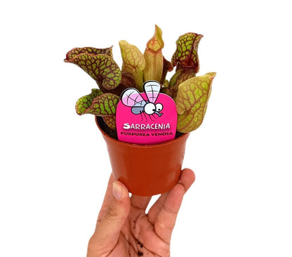 Sarracenia Purpurea Venosa M9_1