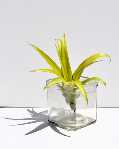 Tillandsia flabellata rubra, planta del aire, Curiosarium, altura 15-20 cm, diámetro 10 cm_4