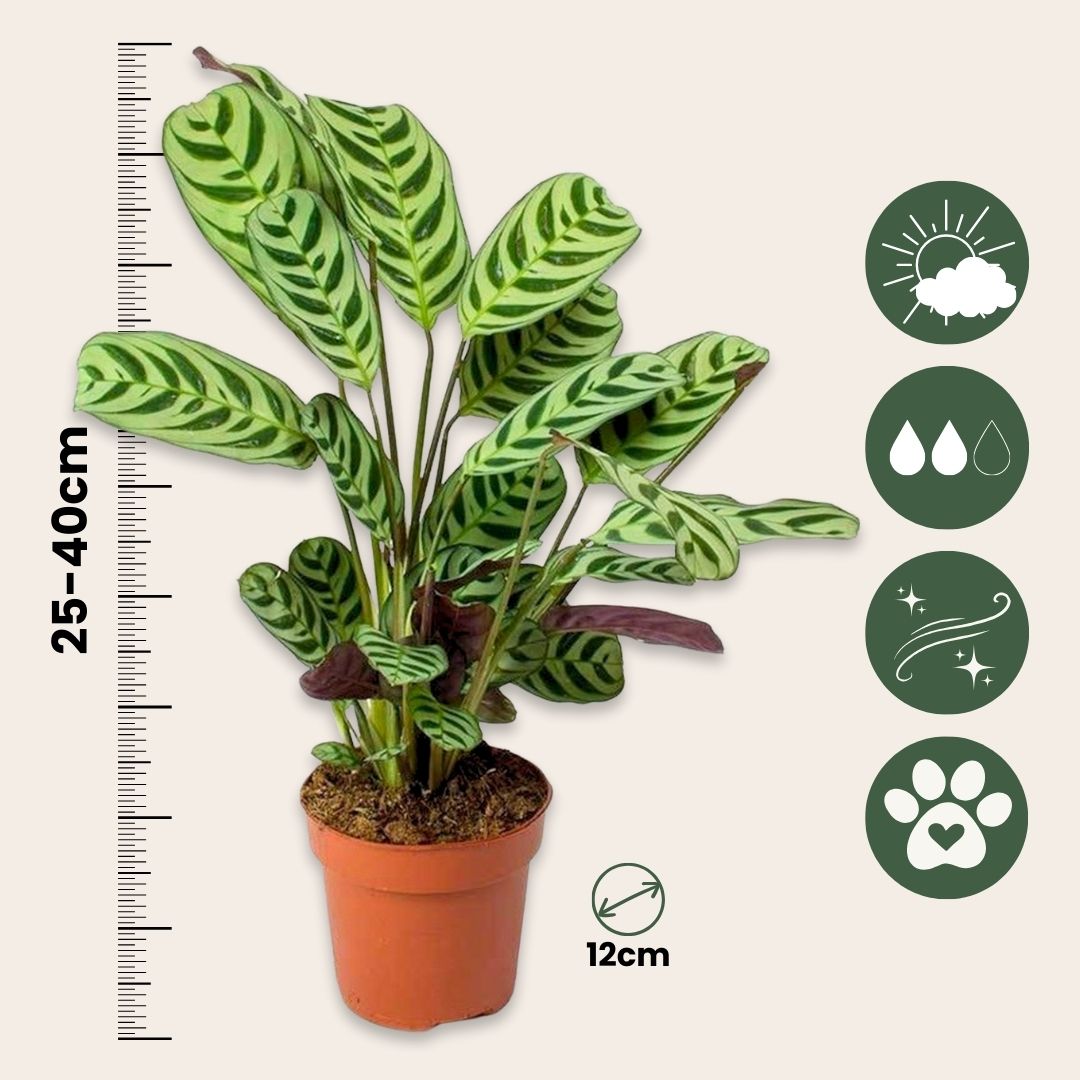 Planta De Oración - Ctenanthe 'burle-marxii' - Altura 25-40cm - ⌀12cm_2