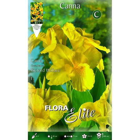 Bolbo de Canna amarela com folhas escuras 1 unidade