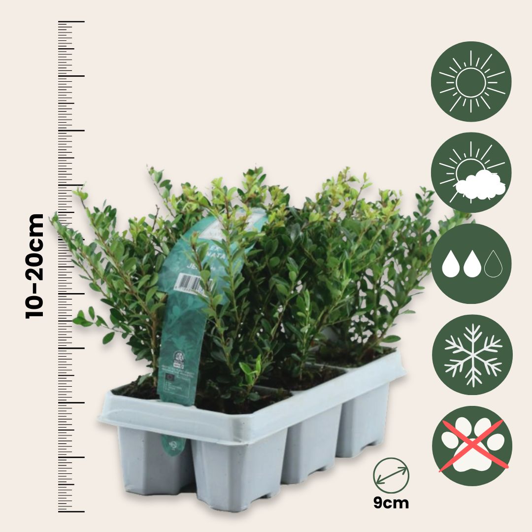 Acebo Crenata - 48 Pzs - Ilex Crenata 'jenny' - Altura 10-20cm - ⌀9cm_2