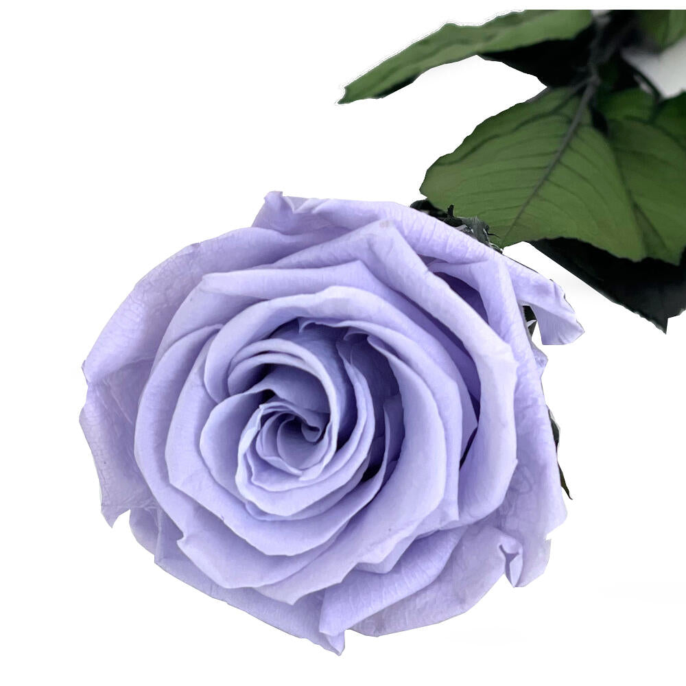Mundo Eterno Rosa Preservada Lavanda 55cm_0