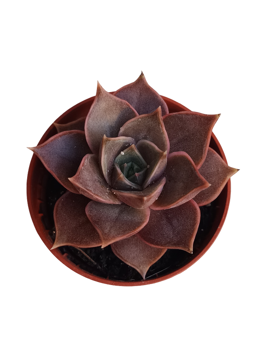 Echeveria Impi Mini Planta Suculenta Ø5_0