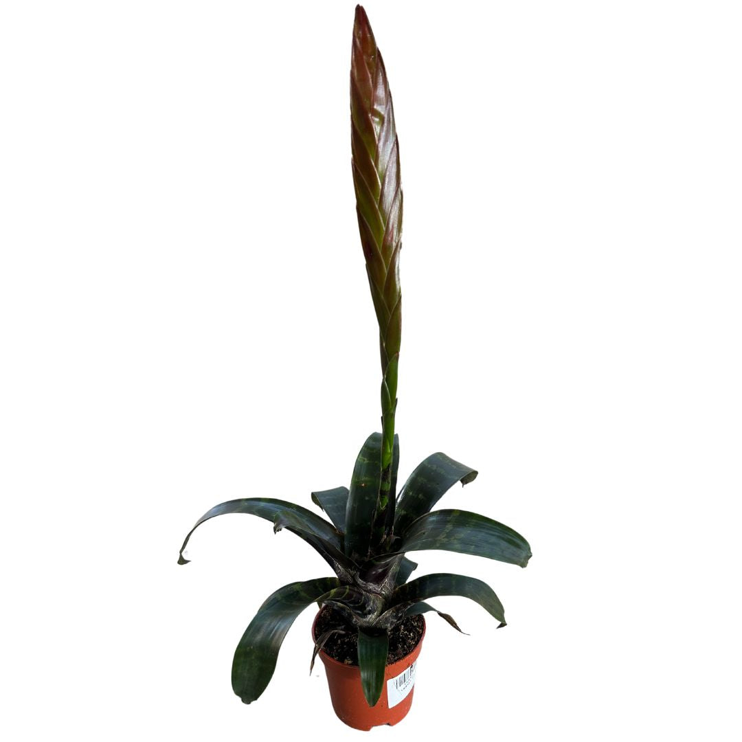 Bromelia De Interior M12 Maceta 12cm_0