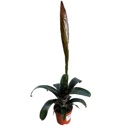 Bromelia De Interior M12 Maceta 12cm_0