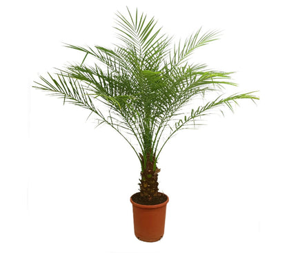 Phoenix Roebelenii M29 160-180cm_0