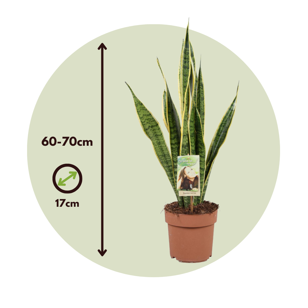 Lengua De Suegra - Sansevieria Trifasciata Laurentii - Altura 60-70cm - ⌀17cm_2