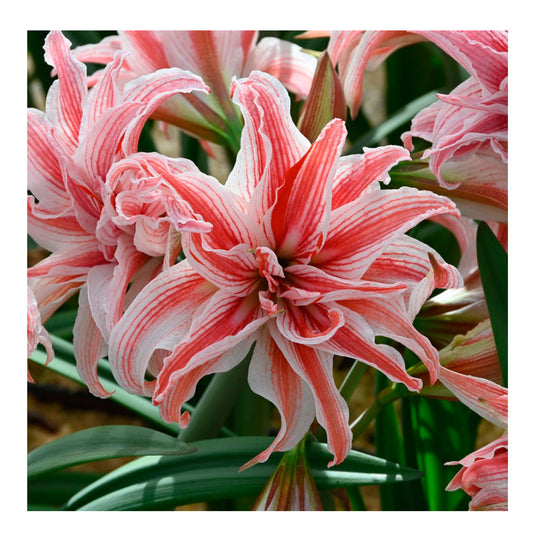 1 Bulbo De Hippeastrum 'doublet' Amaryllis_0