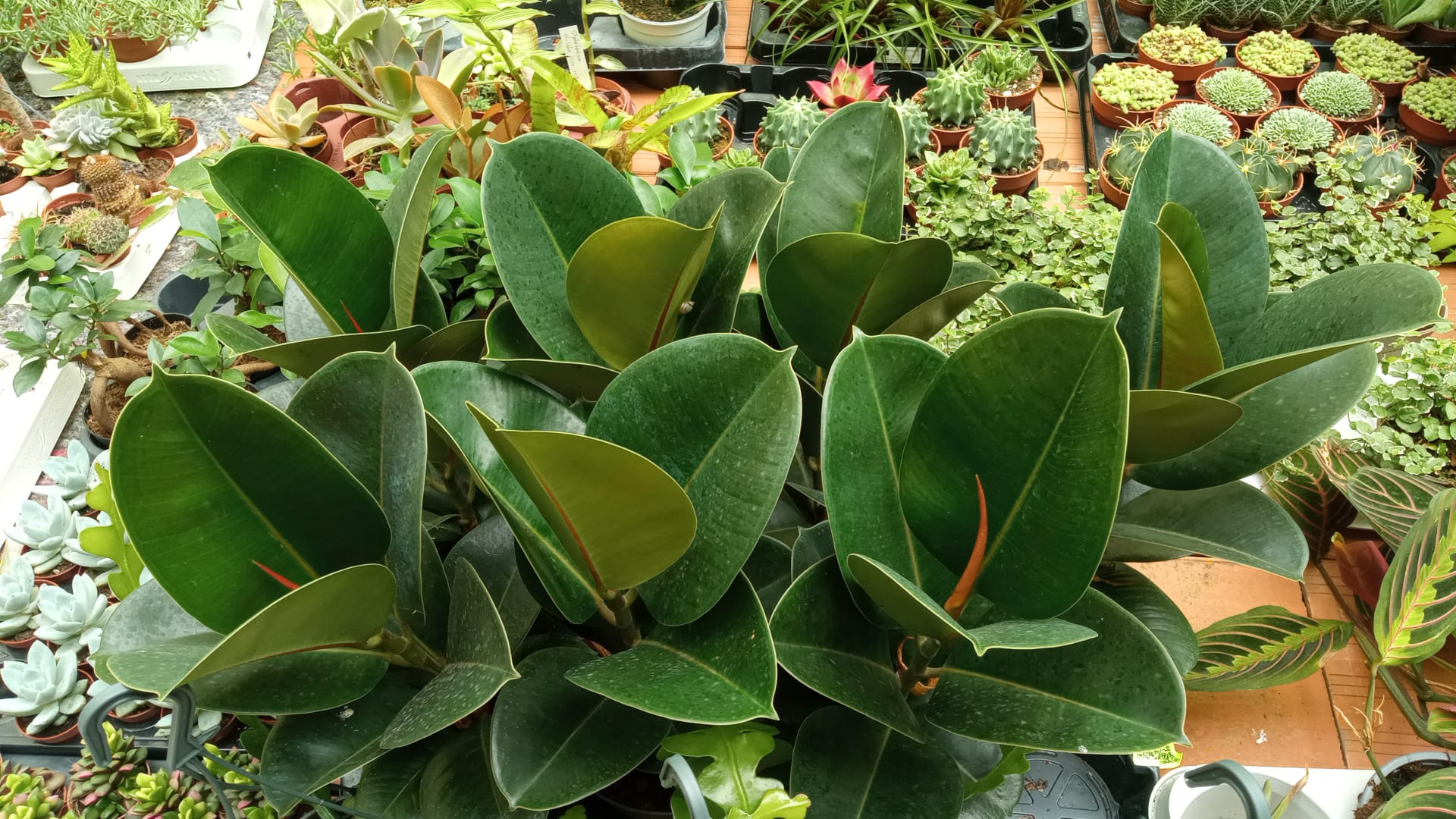 Ficus Elastica Robusta Planta De Interior Grande_0