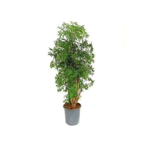 Polyscia Fruticosa M21_0