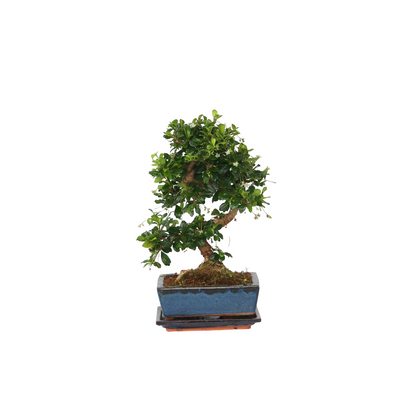 Bonsái - Carmona Microphylla - Altura 20-30cm - ⌀15cm_0