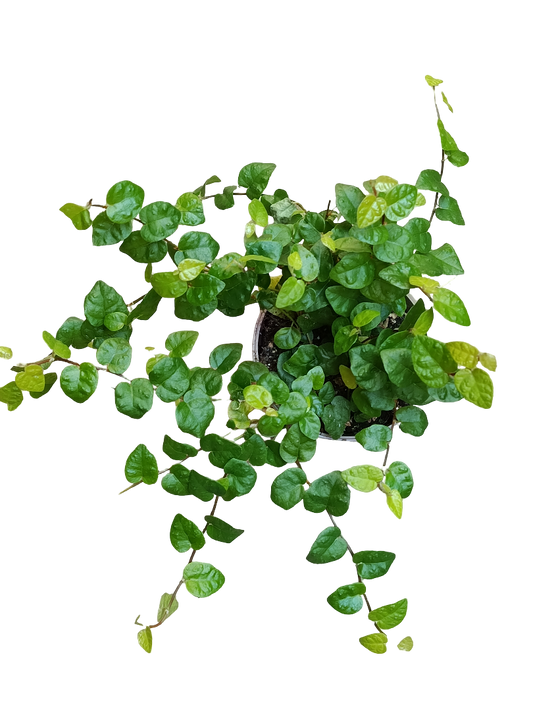 Ficus Pumilla Verde Planta De Interior Colgante Ø9_0