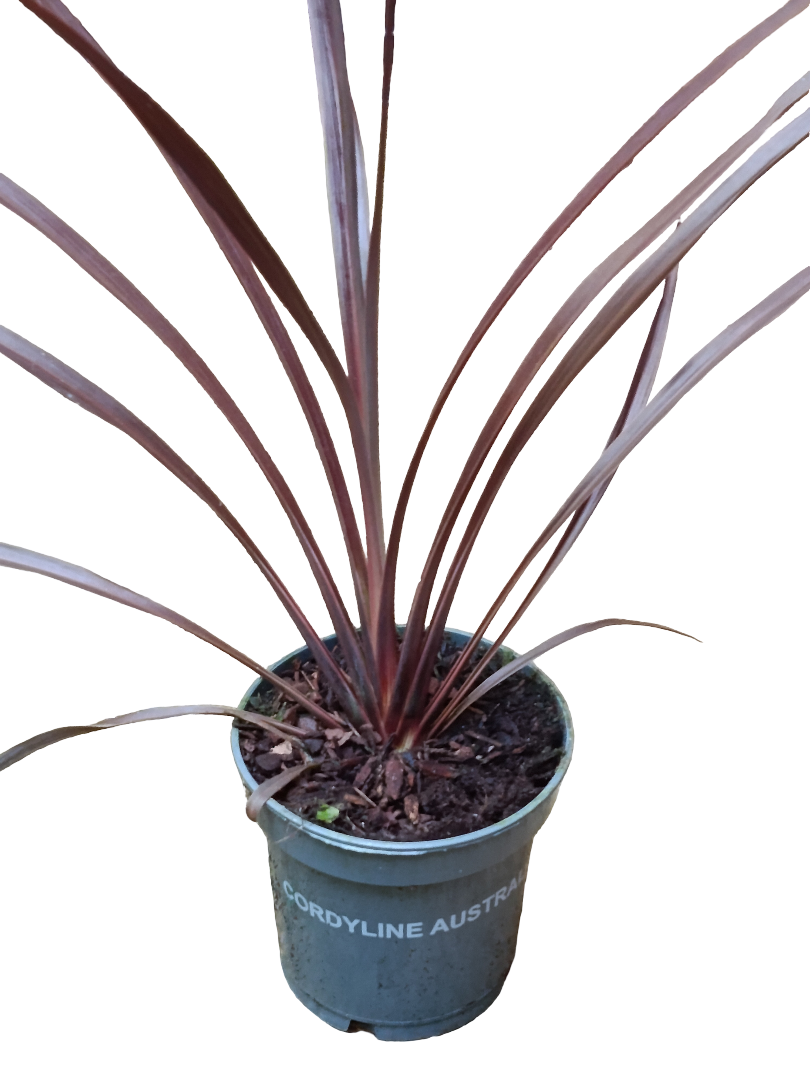 Cordyline Australis Red Star Planta 30 Cms_0