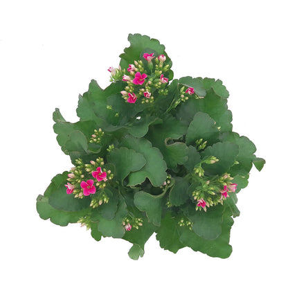 Kalanchoe Blossfeldiana Sencillo M15 30cm_1
