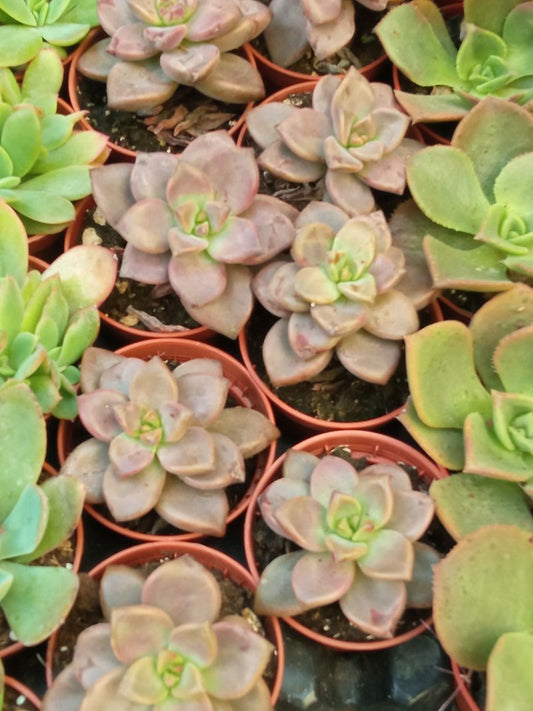 Graptosedum Bronze Planta Suculenta_0