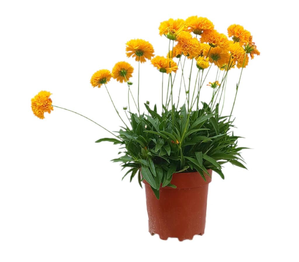 Coreopsis Grandiflora M17_0