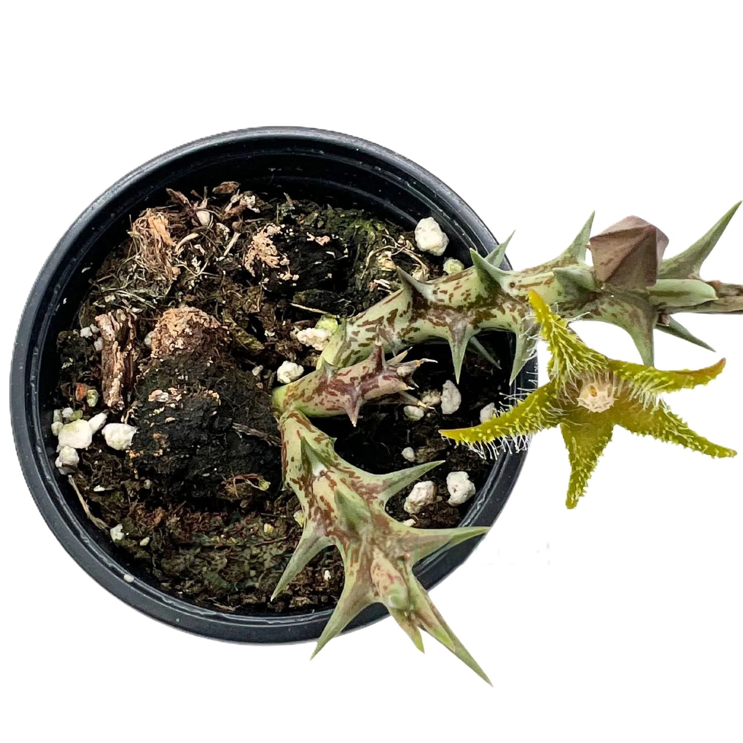 Stapelia Dummeri; Planta Suculenta Con Floración Llamativa, Flor Amarilla; Diámetro Maceta 9 Cm_0