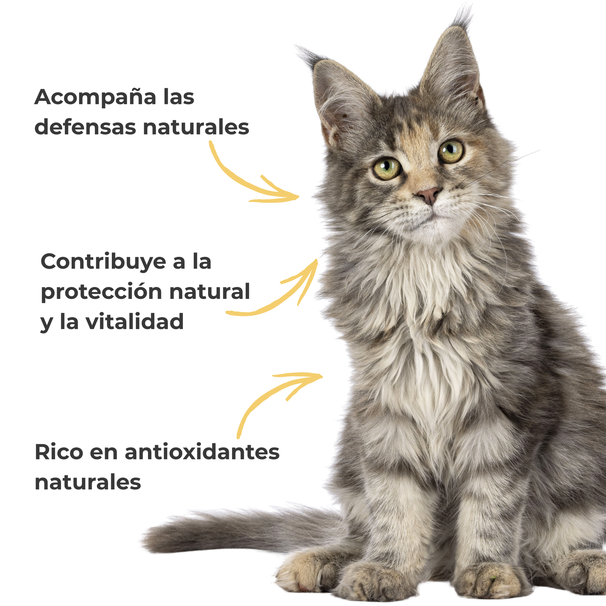 Propóleo ECO para perros y gatos – Defensas naturales – 100 g_3
