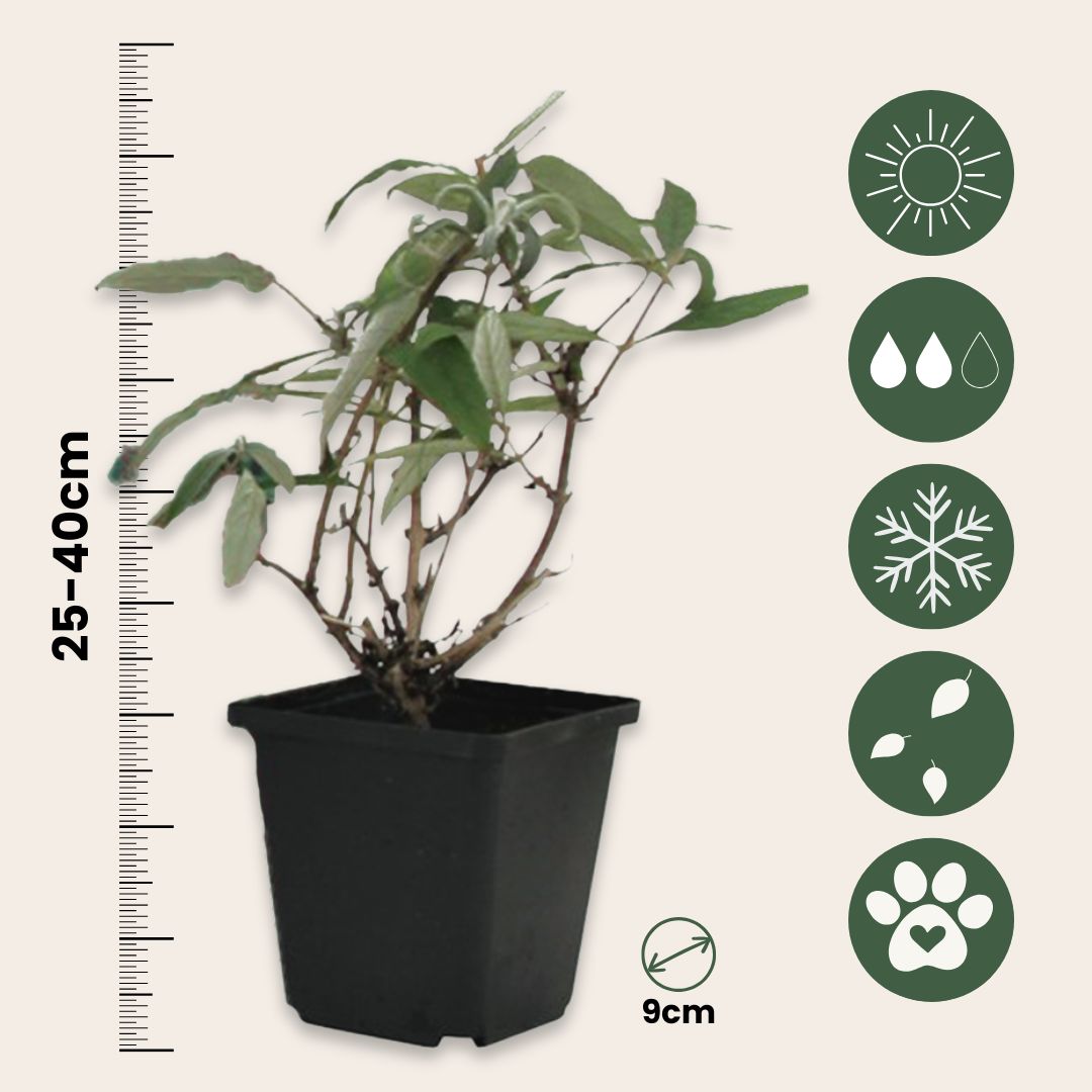Arbusto De Las Mariposas - 3 Pzs - Buddleja Davidii - Altura 25-40cm - ⌀9cm_2