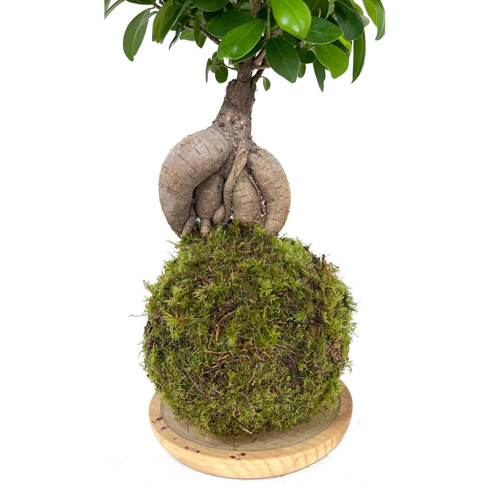 Kokedama Ficus Ginseng 50cm_1