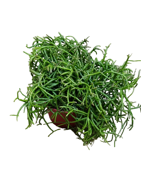 Rhipsalis Oasis Ø12 Planta Suculenta De Interior Colgante_0