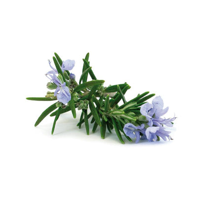 Óleo Essencial de Eucalipto Orgânico El Granero, 12 ml