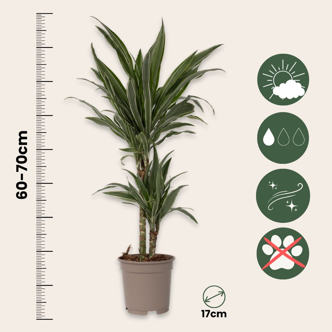 Drácena - 2 Pzs - Dracaena Deremensis 'warneckei' - Altura 60-70cm - ⌀17cm_2
