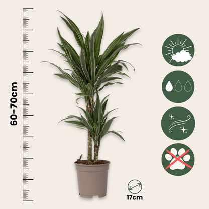 Drácena - 2 Pzs - Dracaena Deremensis 'warneckei' - Altura 60-70cm - ⌀17cm_2
