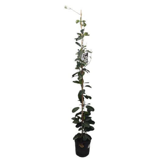 Stephanotis Floribunda M21 130-150cm_0