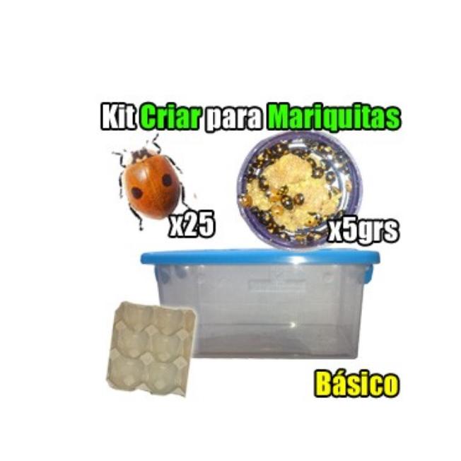 Kit para criação de joaninhas adultas